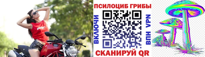 kraken онион  Мыски  Псилоцибиновые грибы Psilocybine cubensis 