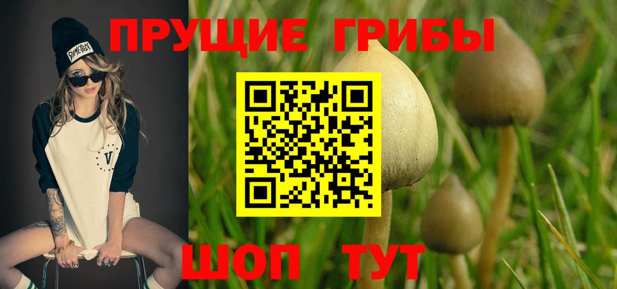 Галлюциногенные грибы Psilocybine cubensis  Вход с VPN  Мыски  Псилоцибиновые грибы GOLDEN TEACHER 
